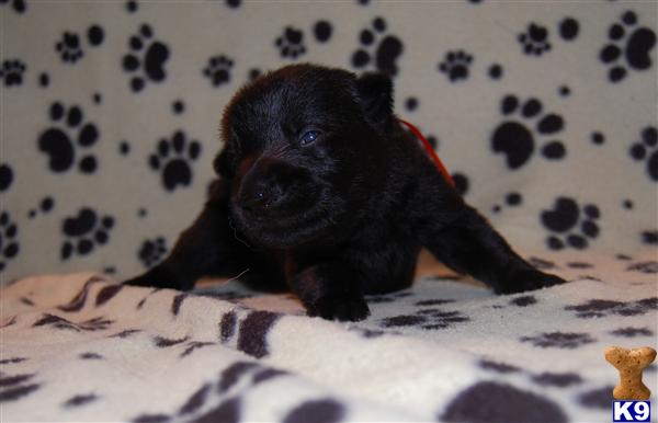 German Shepherd Puppies